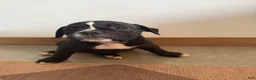 Olde English Bulldogge dogs for sale: Olde English Bulldogge 4 - Ad 1