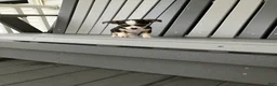 Chihuahua dogs for sale: Akc Tiny - Ad 5