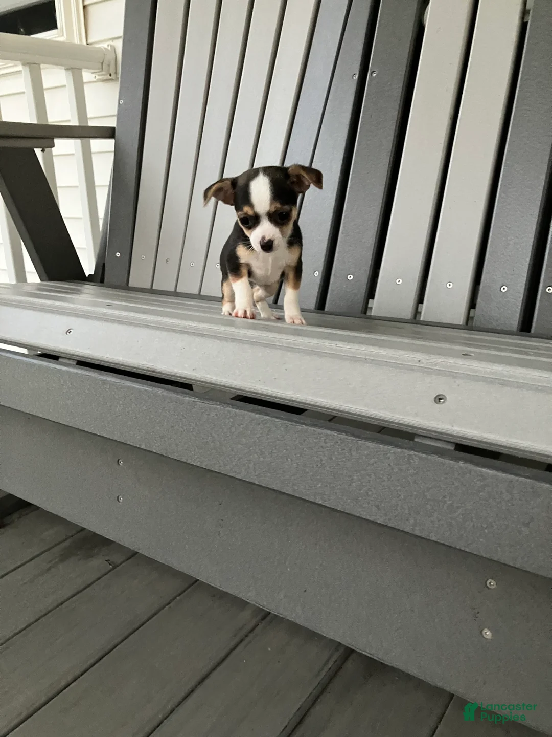 Chihuahua dogs for sale: Akc Tiny - Ad 5