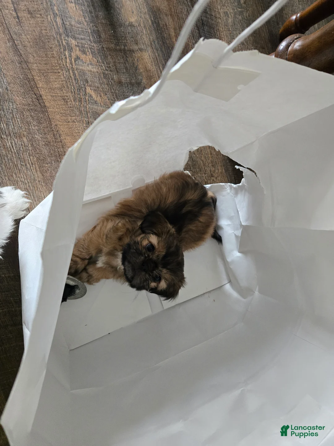 Shih Tzu dogs for sale: Dallas - Ad 9