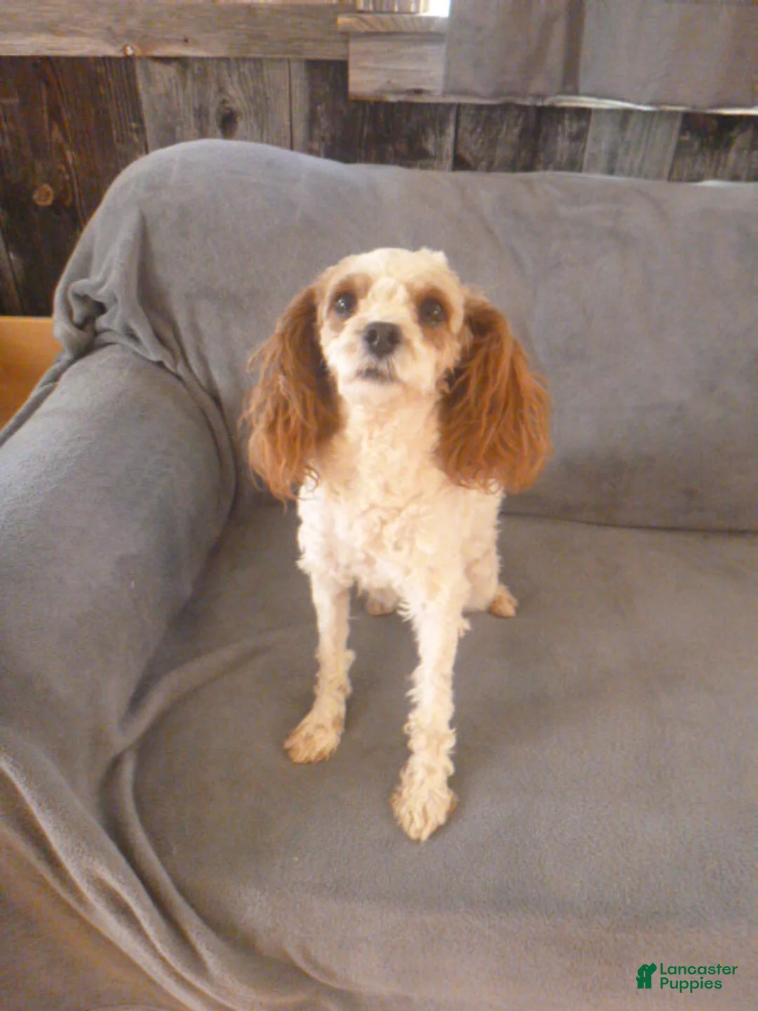 Cavapoo dogs for sale: Pollyanna [Rescue] - Ad 1