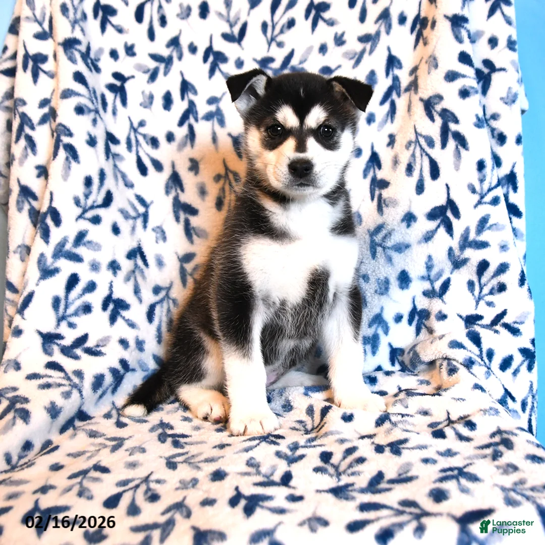 Mixed Breed dogs for sale: Georgia - Ad 1