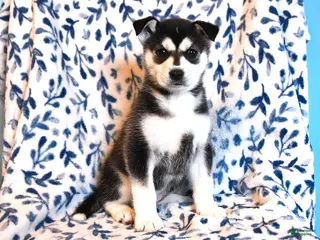 Mixed Breed dogs for sale: Georgia - Ad 3