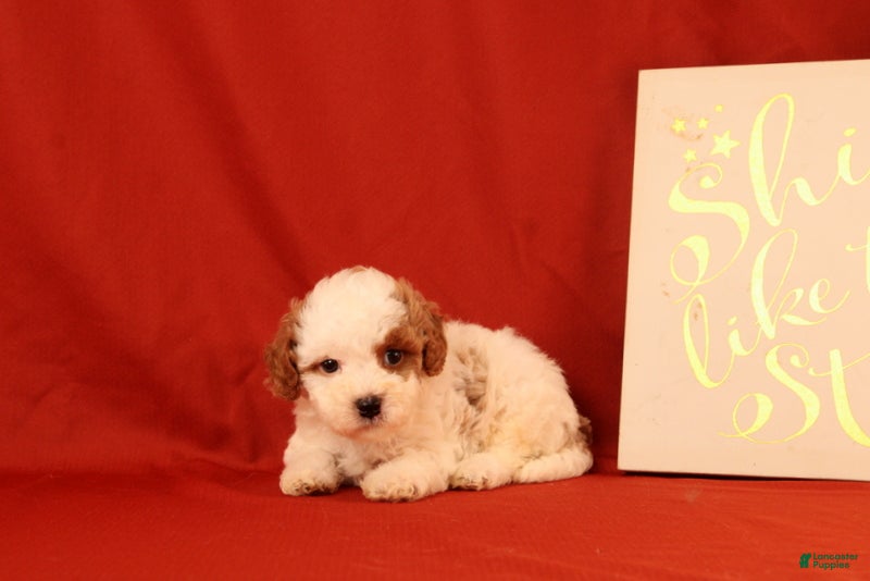 Cavapoo dogs Gavin - Ad 2