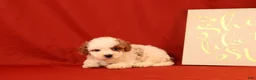 Cavapoo dogs for sale: Gavin - Ad 2