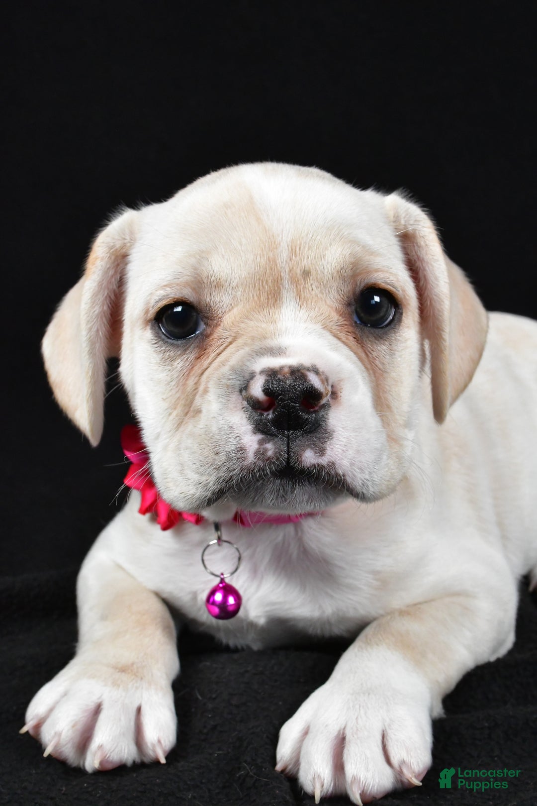 Mixed Breed dogs for sale: Dolly - Ad 5