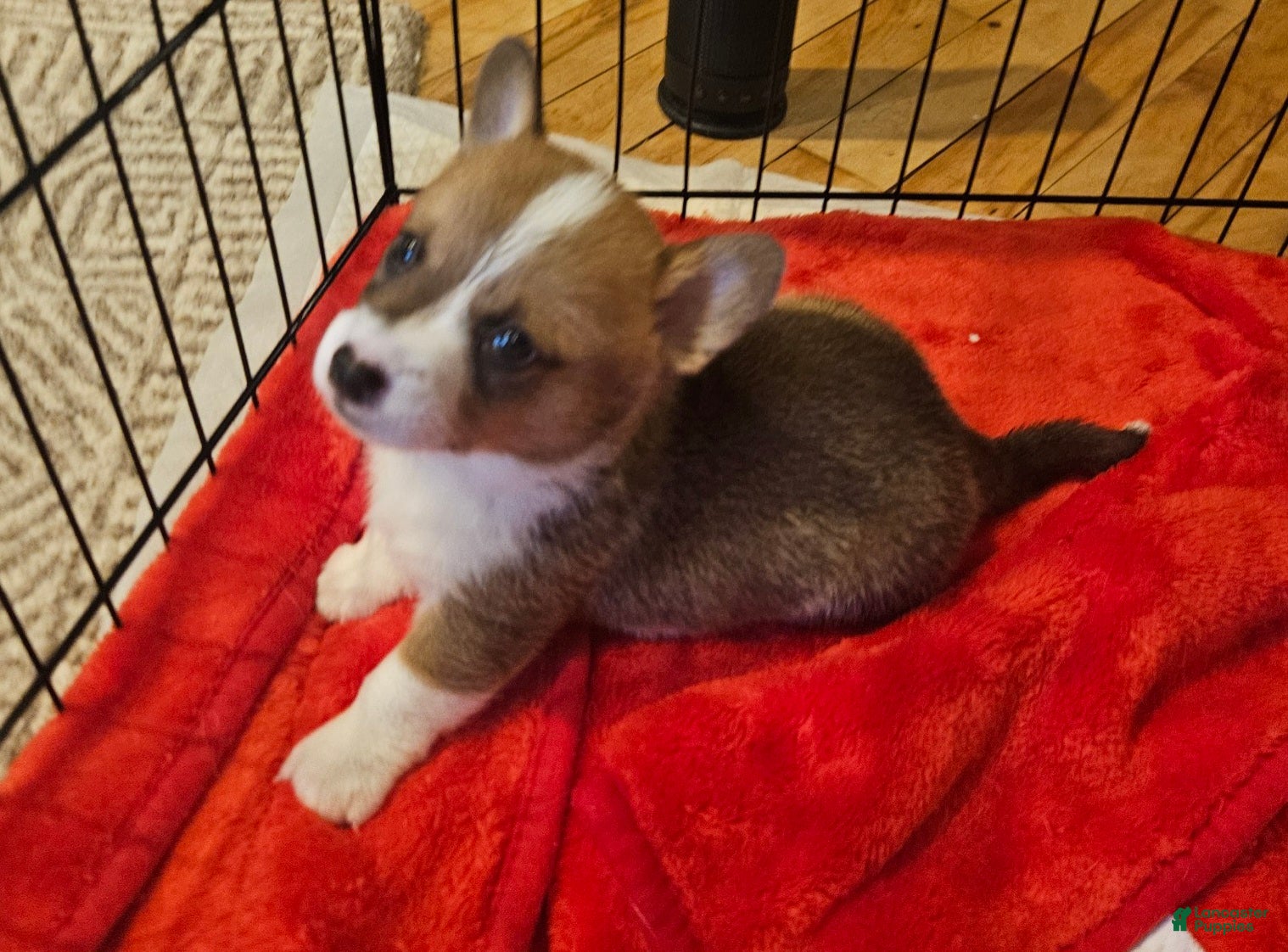 Mixed Breed dogs Xander - Ad 2