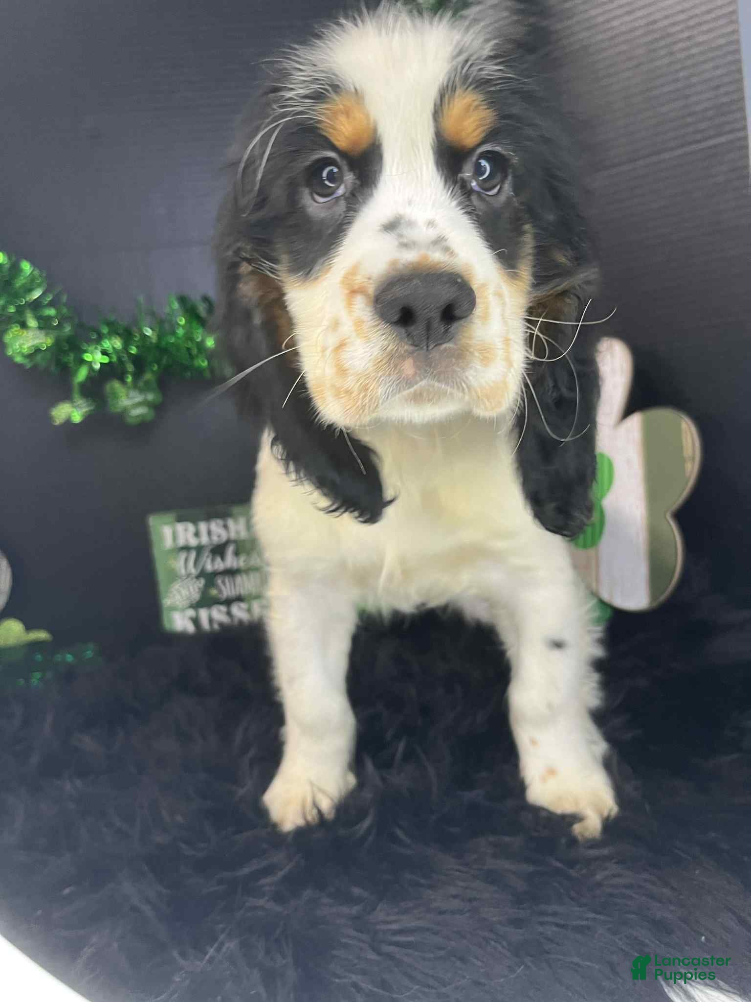 English Springer Spaniel dogs Billy - Ad 2