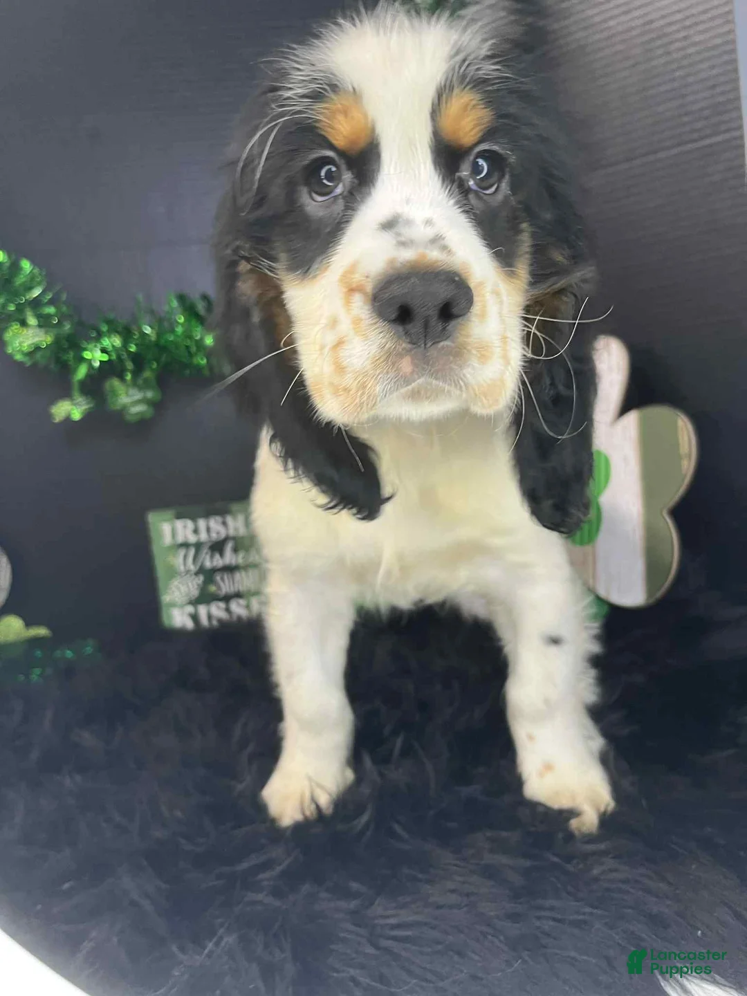 English Springer Spaniel dogs for sale: Billy - Ad 1