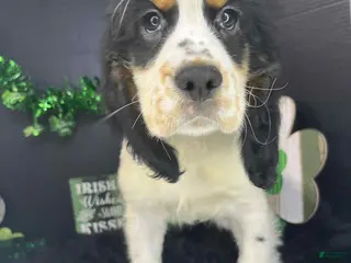 English Springer Spaniel dogs Billy - Ad 2