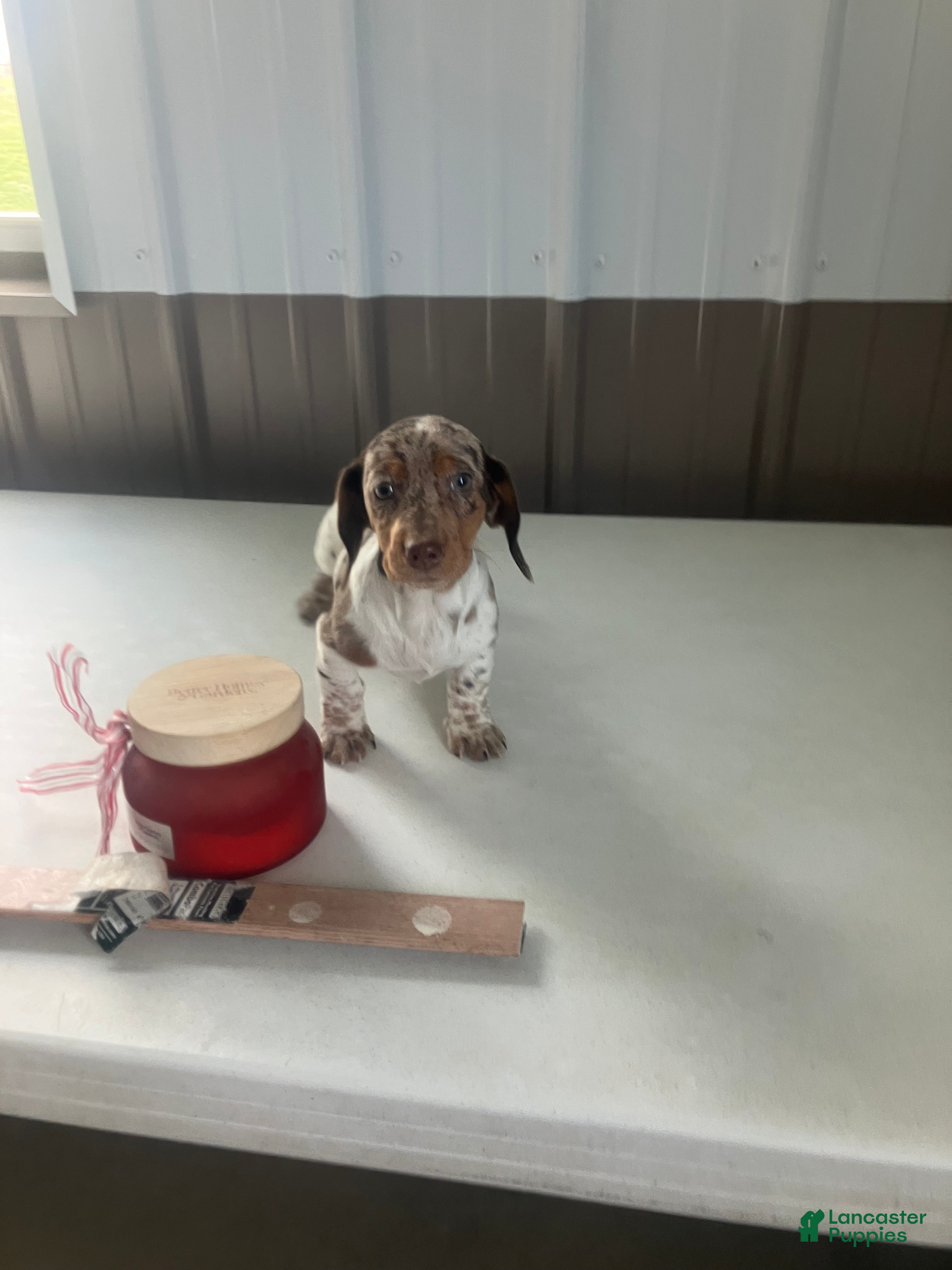 Miniature Dachshund dogs Akc Lillian - Ad 24