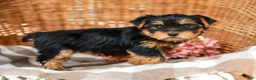 Yorkshire Terrier dogs for sale: Candy Cane AKC Champion Bloodline - Ad 8