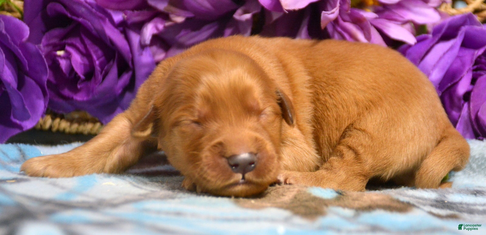 Golden Retriever dogs Golden Retriever Puppy 5 George - Ad 37