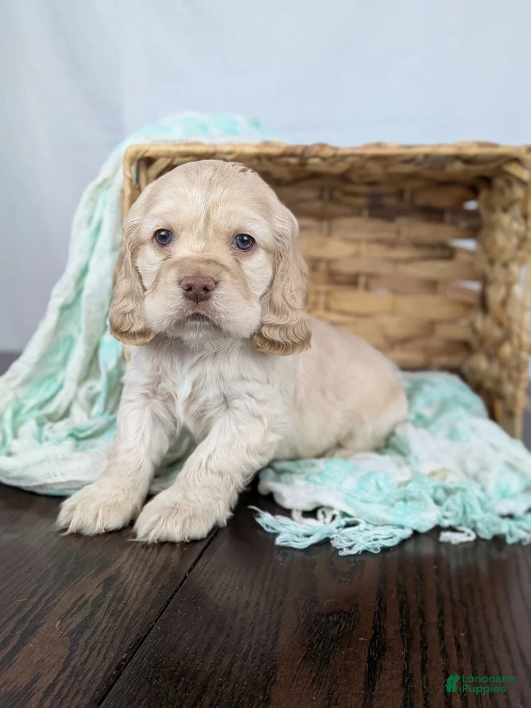 Cocker Spaniel dogs for sale: Cocker Spaniel Puppy 1 - Ad 10