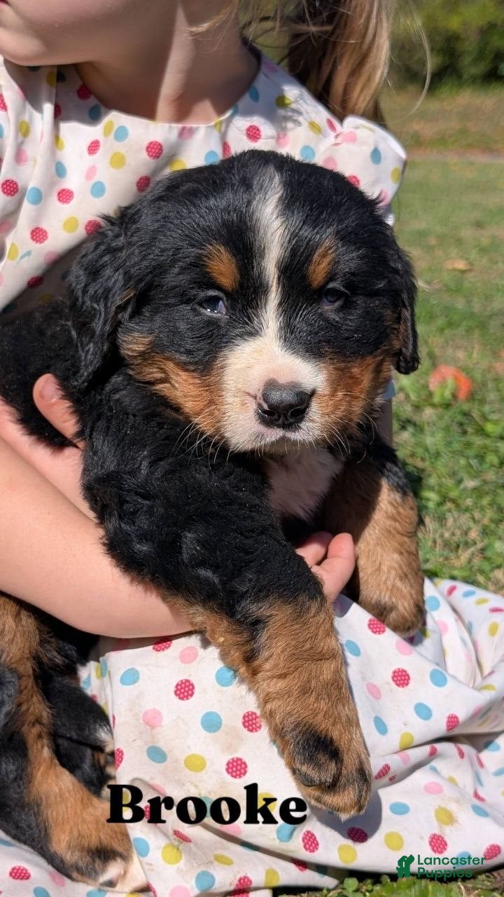 Bernese Mountain Dog dogs for sale: Brooke - Ad 1