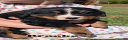 Bernese Mountain Dog dogs for sale: Brooke - Ad 1