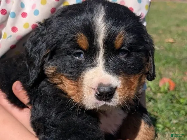 Bernese Mountain Dog dogs for sale: Brooke - Ad 1