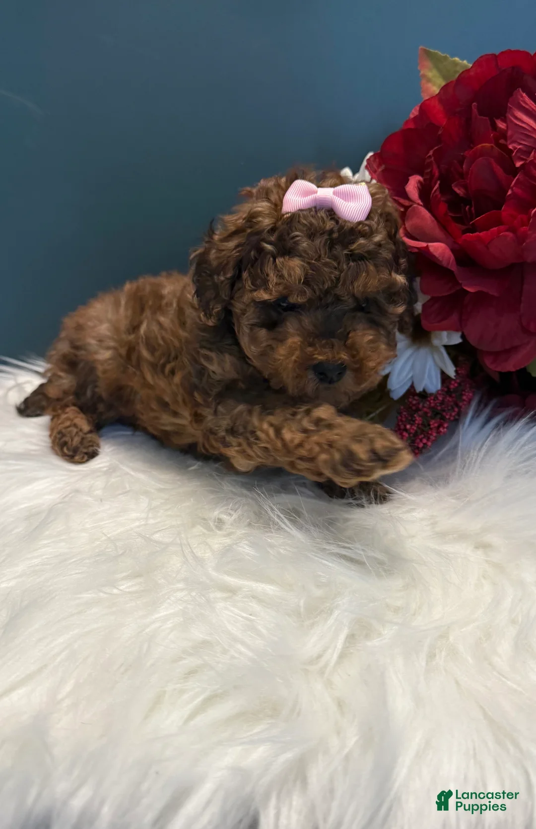 Toy Poodle dogs for sale: Ruth teacup - Ad 2