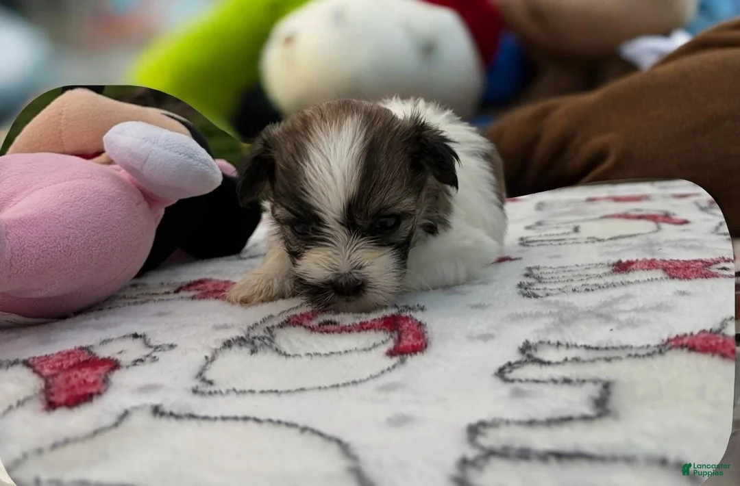 Teddy Bear dogs for sale: Ariel - Ad 1