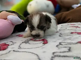 Teddy Bear dogs for sale: Ariel - Ad 1