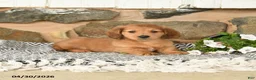Miniature Dachshund dogs for sale: Kenny - Ad 1