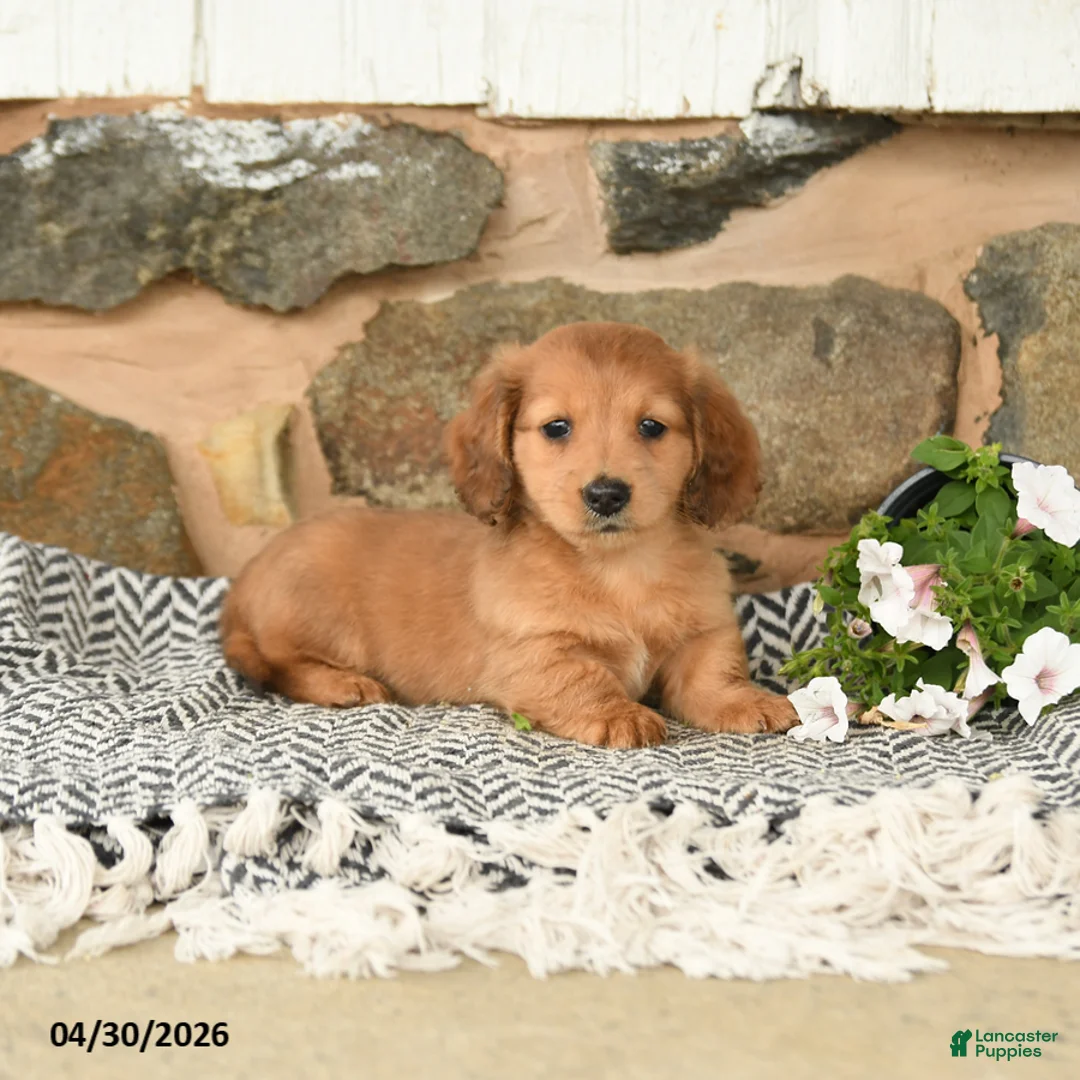 Miniature Dachshund dogs for sale: Kenny - Ad 1