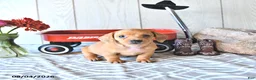 Miniature Dachshund dogs for sale: Tasha - Ad 4