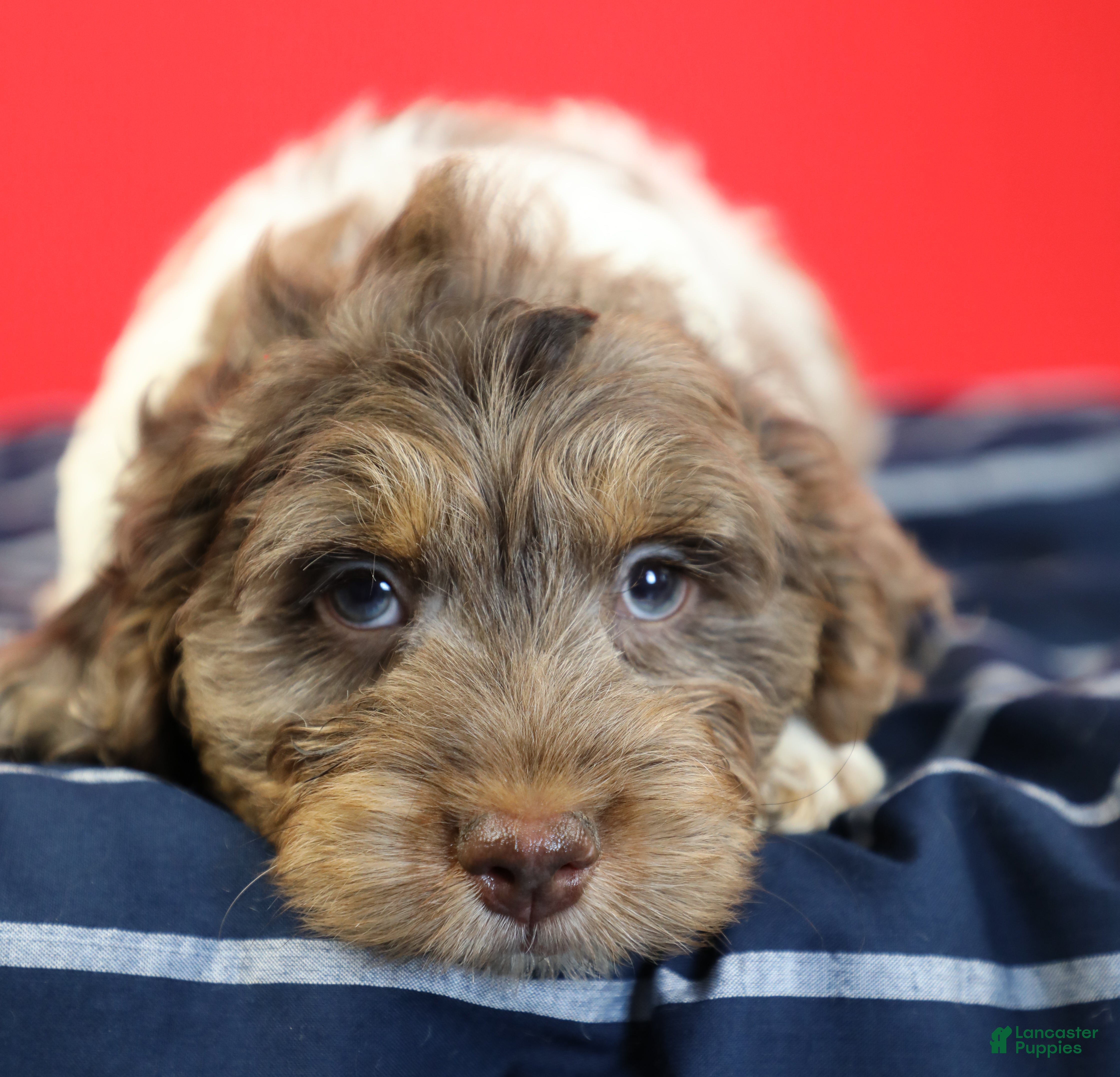 Cockapoo dogs Noah 🦕 - Ad 1