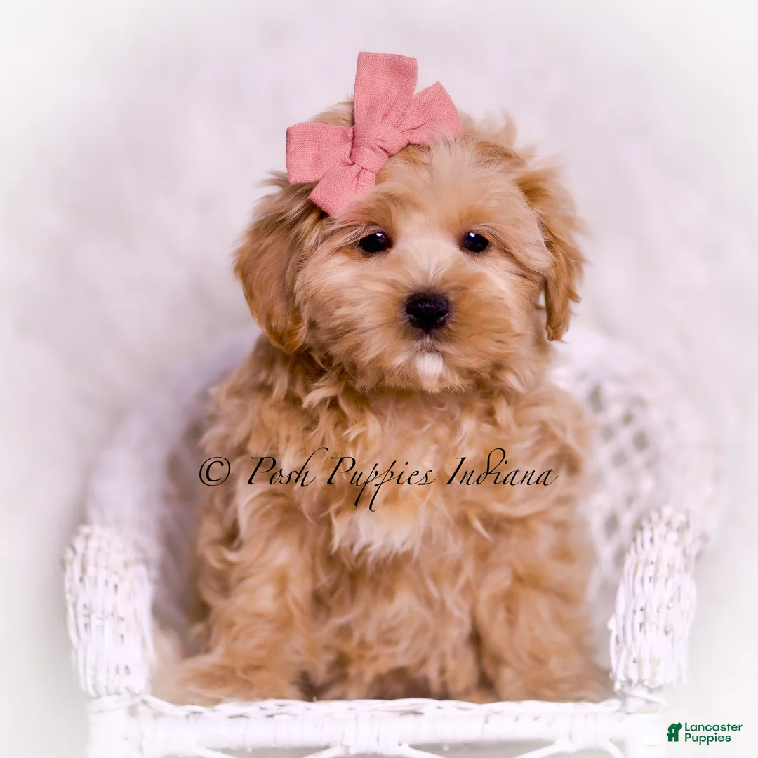 Maltipoo dogs for sale: Lilac - Ad 7