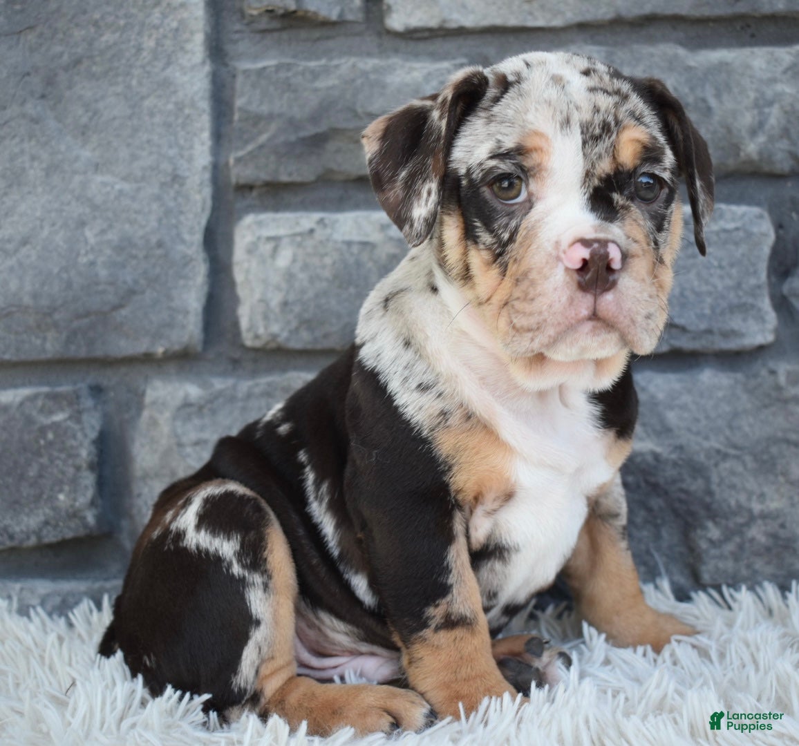 Beabull dogs Bubba  - Ad 1