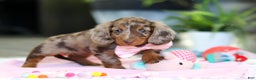 Dachshund dogs for sale: Avery - Ad 8
