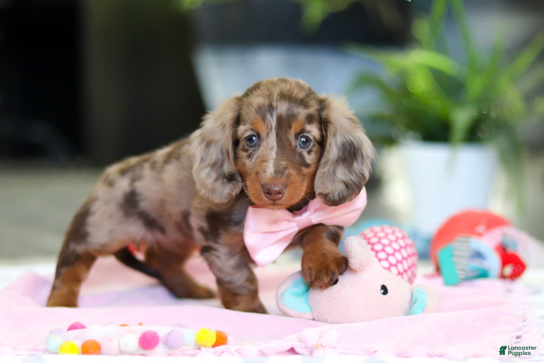 Dachshund dogs for sale: Avery - Ad 8