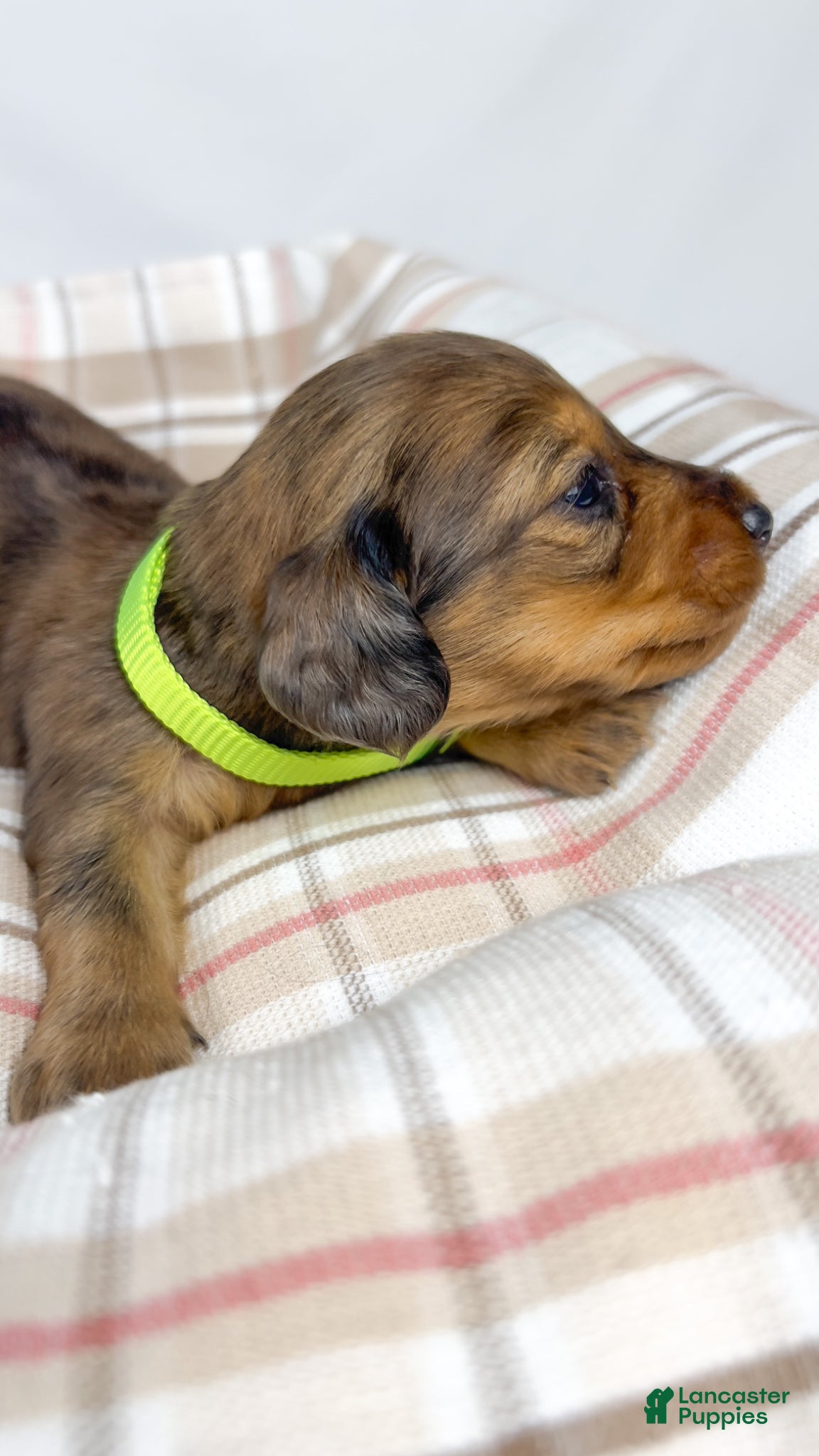 Miniature Dachshund dogs Peanuts - Ad 4