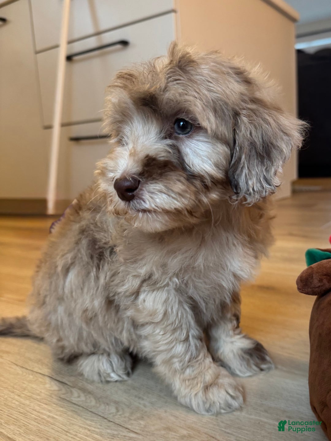 Mini Goldendoodle dogs for sale: Daisy - Ad 6