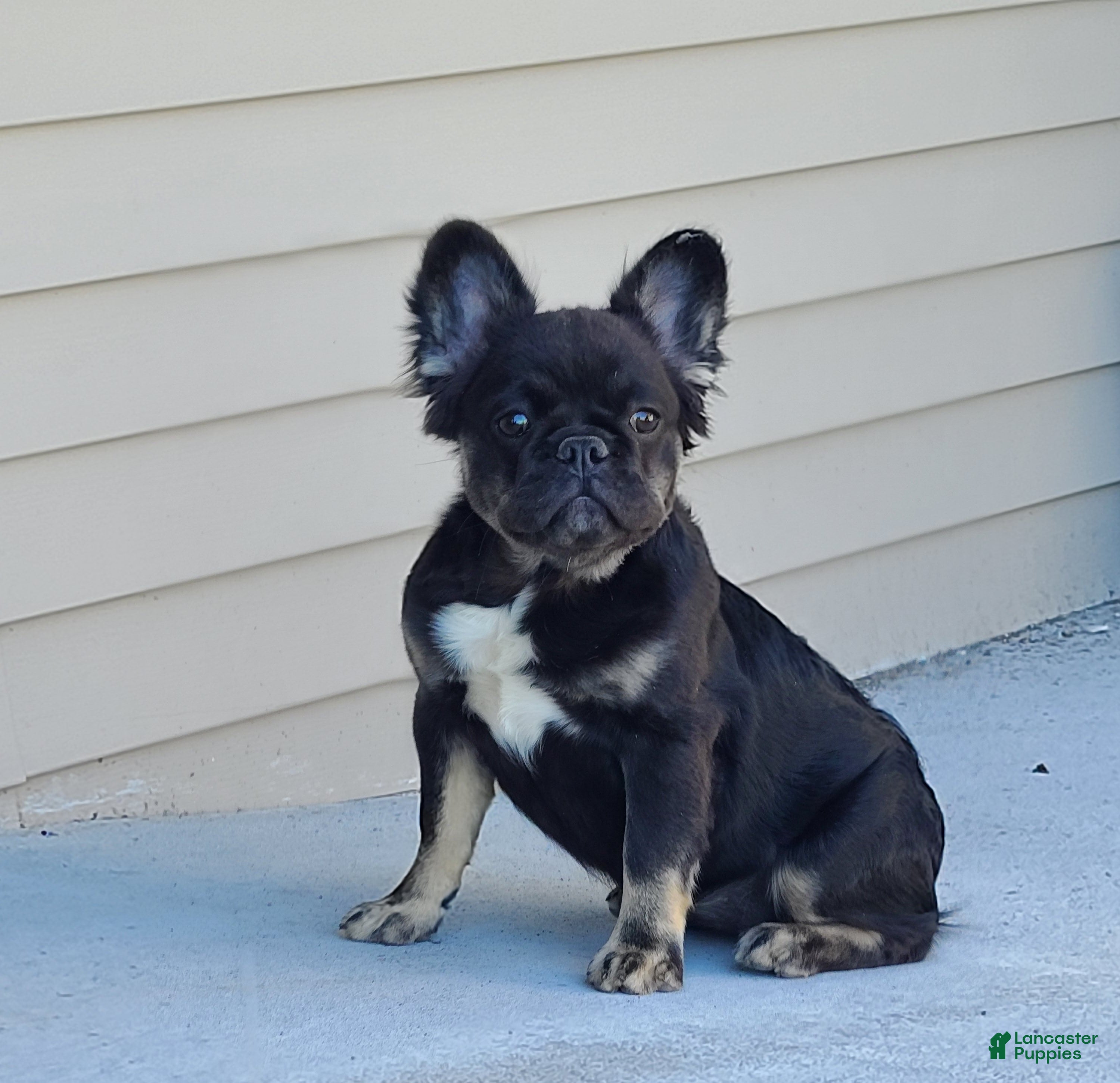 French Bulldog dogs Black and tan fluffy female - Ad 1