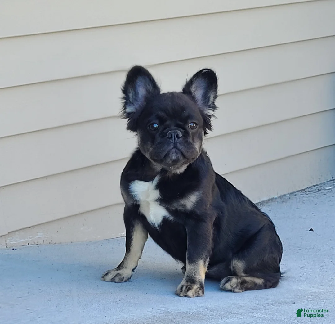 French Bulldog dogs for sale: Black and tan fluffy female - Ad 1