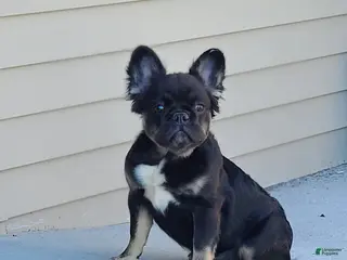 French Bulldog dogs for sale: Black and tan fluffy female - Ad 3