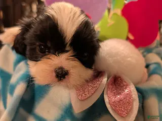 Malshi dogs Malshi Puppy 1 - Ad 10