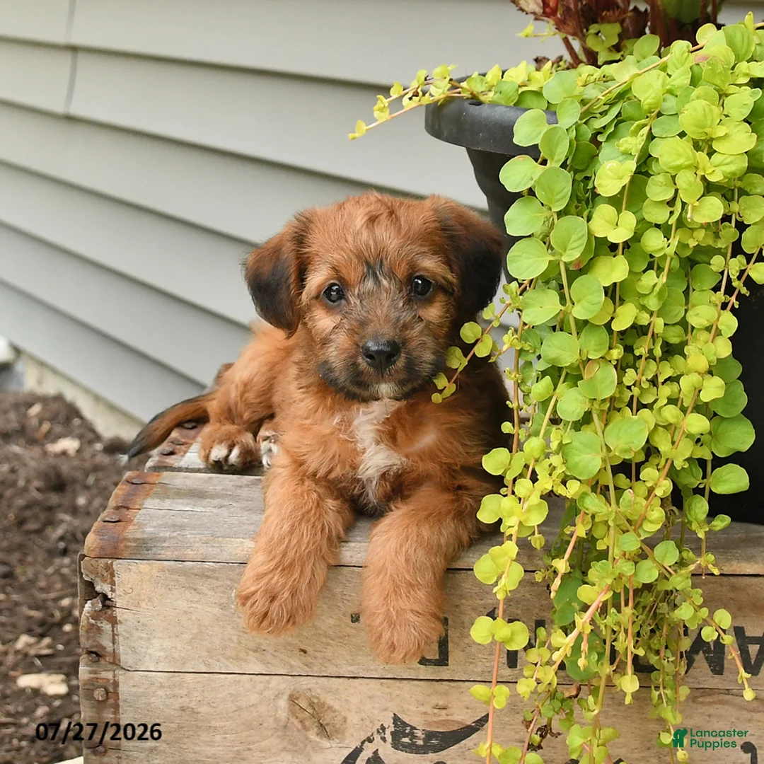 Jackapoo dogs for sale: Jill - Ad 1