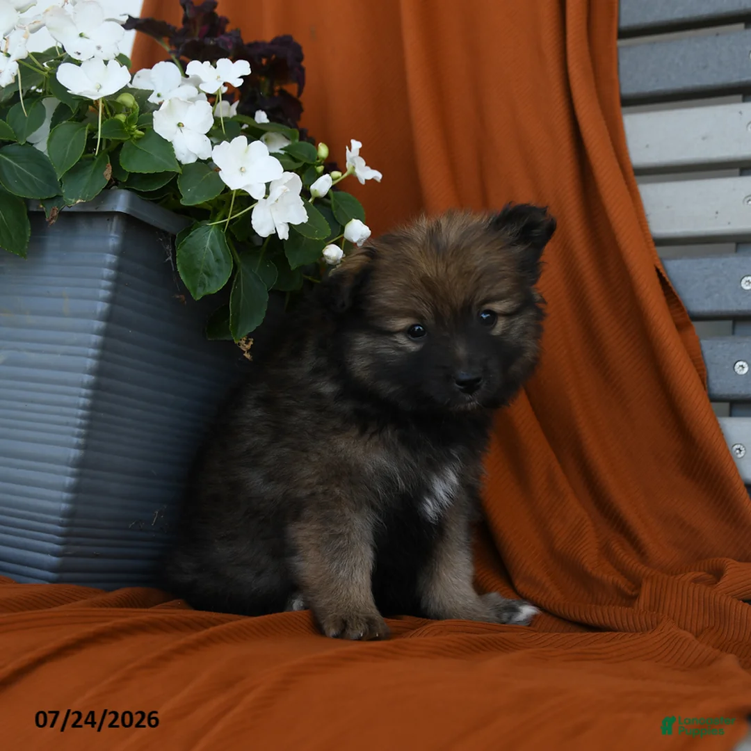 Pomeranian dogs for sale: Milkyway - Ad 3