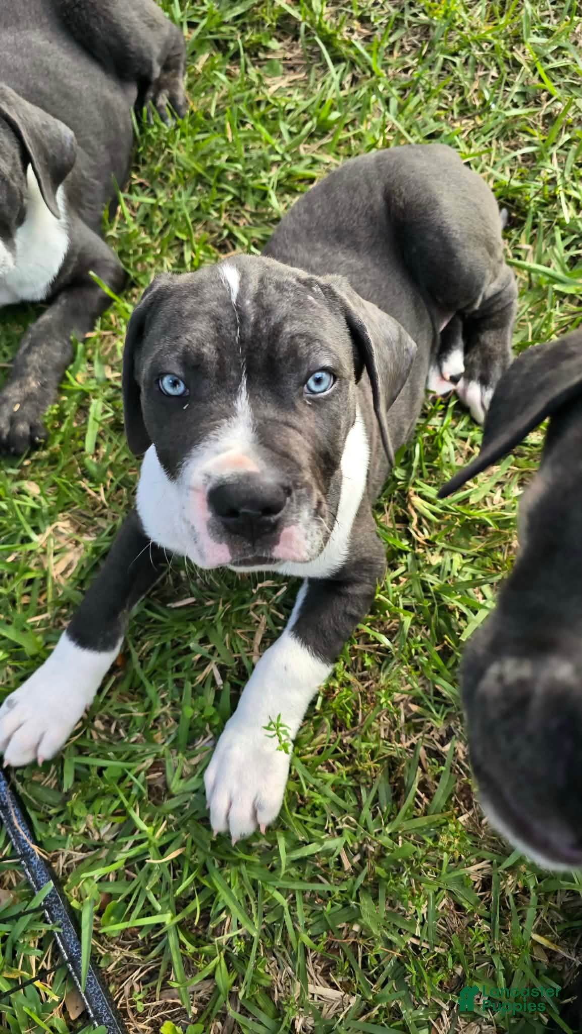 Cane Corso dogs Gunner - Ad 1