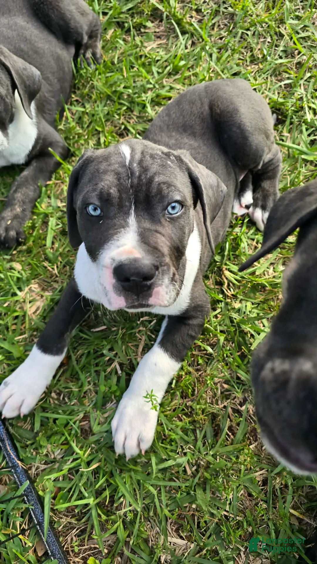 Cane Corso dogs for sale: Gunner - Ad 1