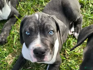 Cane Corso dogs for sale: Gunner - Ad 3