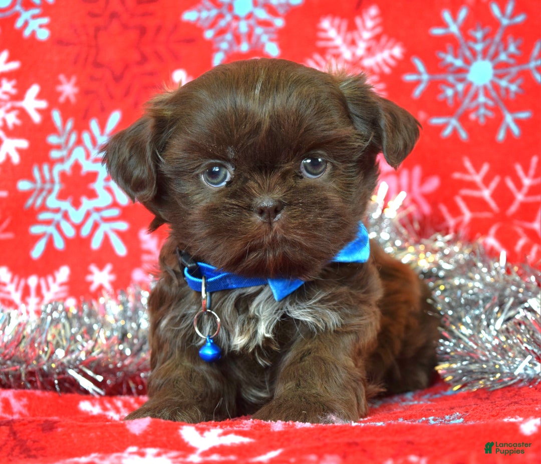 Shih Tzu dogs for sale: Cookie - Ad 5