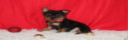 Yorkshire Terrier dogs for sale: Donnie - Ad 7