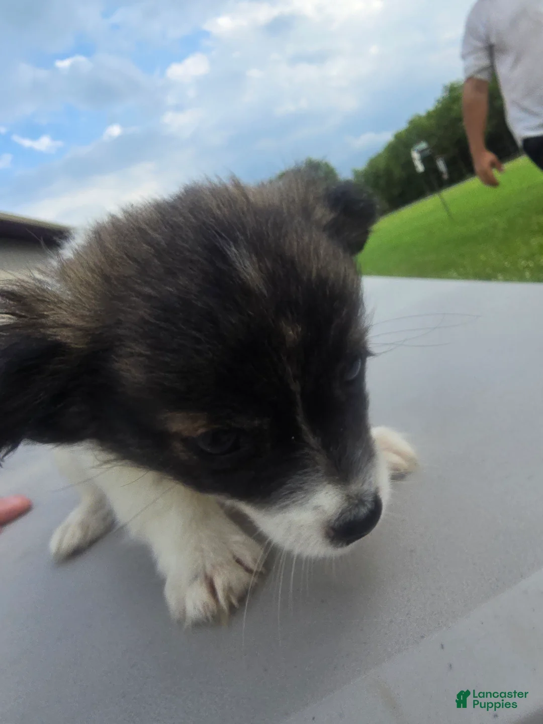 Pomchi dogs for sale: Lucy - Ad 2