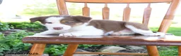 Border Collie dogs for sale: Leon - Ad 4