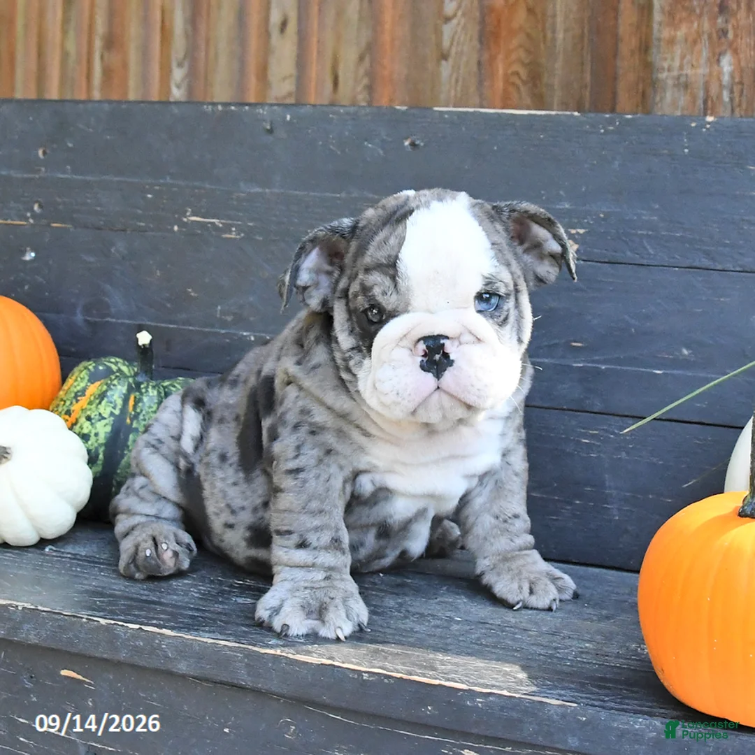 English Bulldog dogs for sale: Jackon - Ad 2