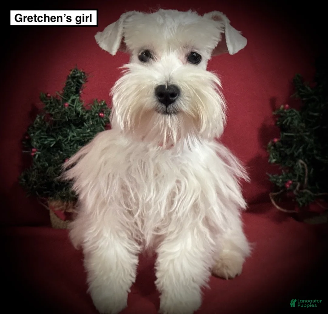 Miniature Schnauzer dogs for sale: AKC Gretchen's Girl - Ad 1