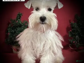 Miniature Schnauzer dogs AKC Gretchen's Girl - Ad 6